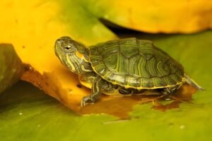 Baby Red Ear Slider Turtle