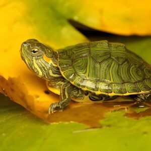 Baby Red Ear Slider Turtle (1–2 Inch) – Healthy, Active & Beginner Friendly | Buy Online (Each)