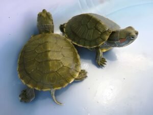 Red Ear Slider Turtle