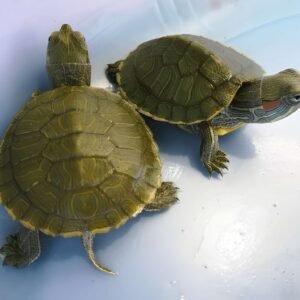 Red Ear Slider Turtle (2–3 Inch) – Healthy, Active & Farm Bred | Buy Online in India Pair (Best Selling)
