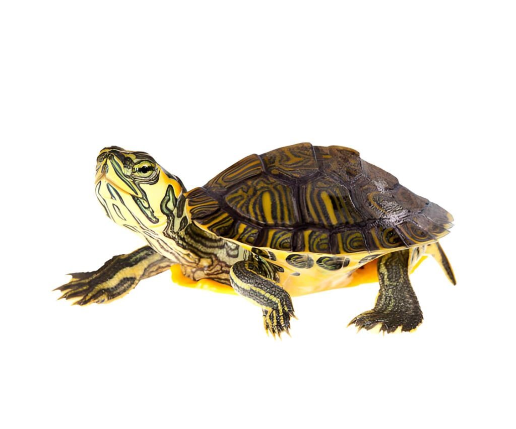 Yellow Bellied Slider Turtle (2–3 Inch) – Healthy & Active | Buy Online ...