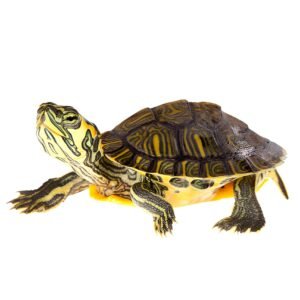 Yellow Bellied Slider Turtle (2–3 Inch) – Healthy & Active | Buy Online in India (Pair)